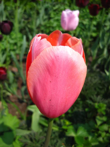 Tulipano rosa da vicino — Foto Stock