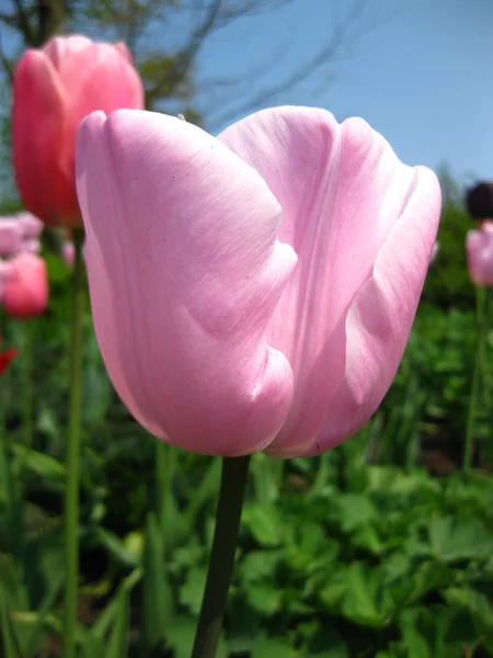 Tulipa rosa de perto — Fotografia de Stock