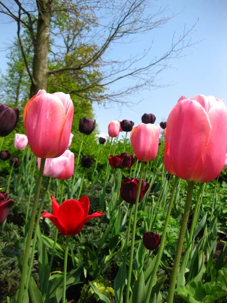 Feld mit gemischten Tulpen — Stockfoto