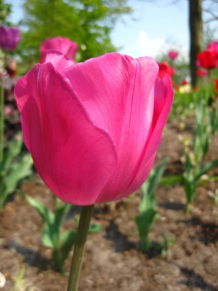 Rosa Tulpe aus nächster Nähe — Stockfoto