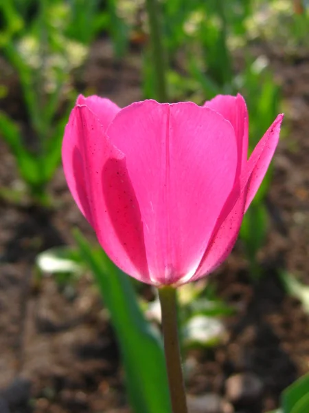 Roze tulp close up — Stockfoto