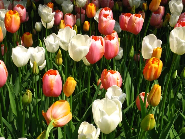 Campo con tulipanes mixtos —  Fotos de Stock