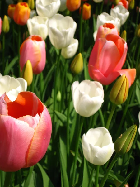 Champ avec tulipes mixtes — Photo
