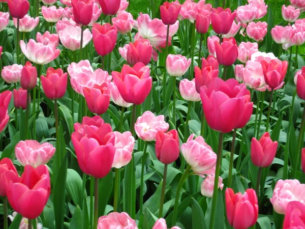 Pole s smíšené tulipány — Stock fotografie