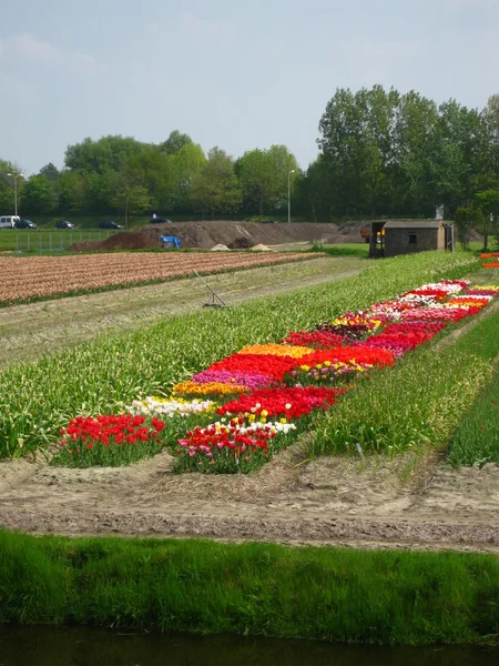 Campo com tulipas mistas — Fotografia de Stock