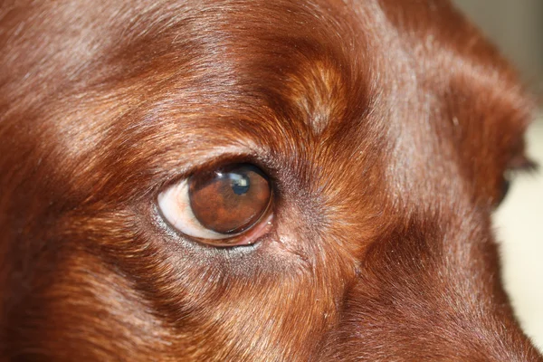아일랜드 사냥개 눈 — 스톡 사진