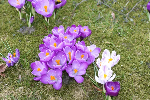 Crocus violets au printemps — Photo