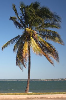 yolda palmiye