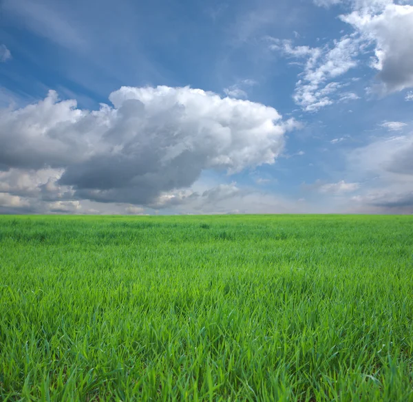 Groen gras en blauwe lucht Stockfoto