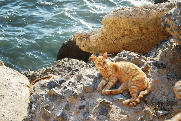 Кот в Кадисе — стоковое фото