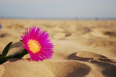 çiçek Beach