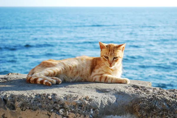 Gato em Cádiz — Fotografia de Stock