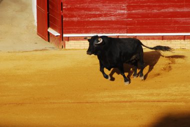 Bull in plaza de toros in Spain. clipart
