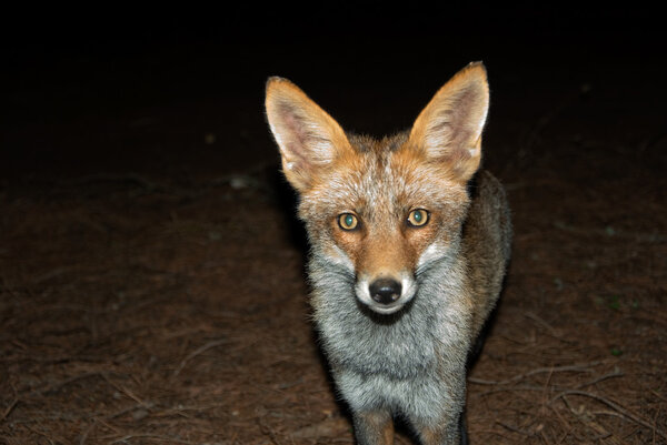 View of beautiful wild mammal grey-ore fox (zorro) in forest (night-Portugal)