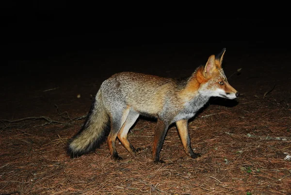 Fox en la noche . —  Fotos de Stock