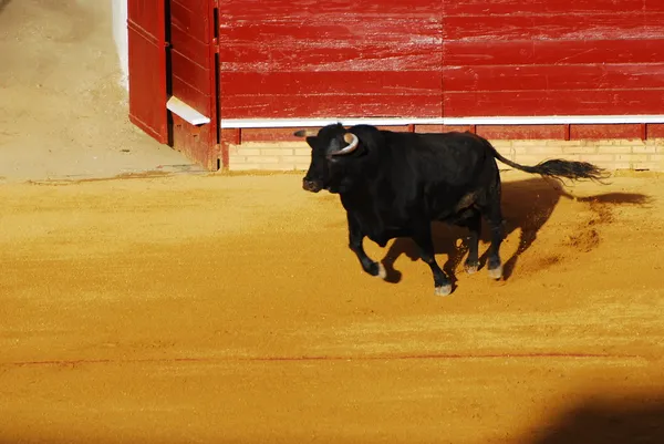 Bull in plaza de toros in Spain. — Stock Photo, Image