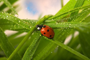 Wet ladybird clipart