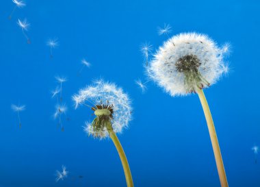 Dandelions blowing in the wind clipart