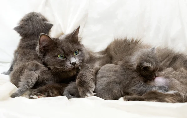 Cat and kittens — Stock Photo, Image