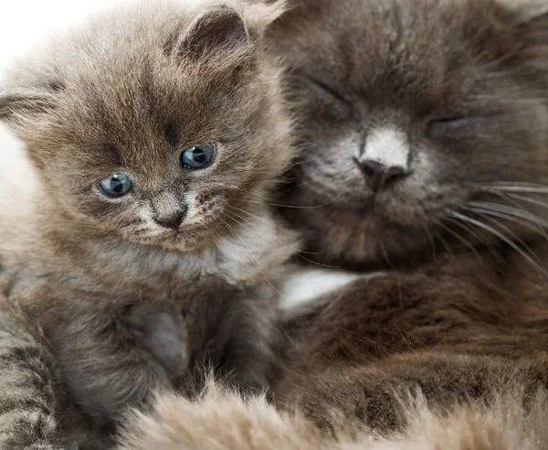 Cat and kitten — Stock Photo, Image