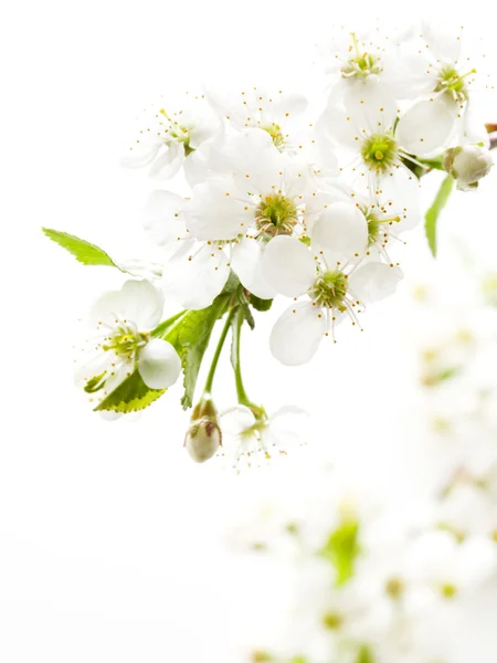 stock image Cherry blossoming branch