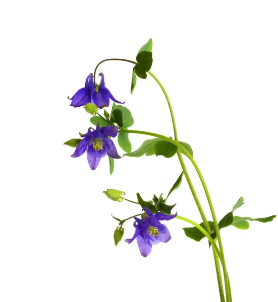 stock image Bellflower