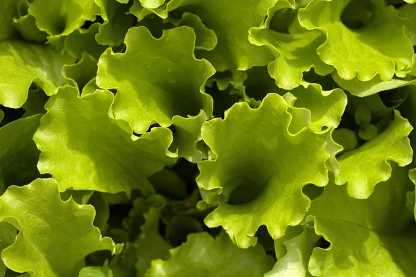 Bed met groene salade — Stockfoto