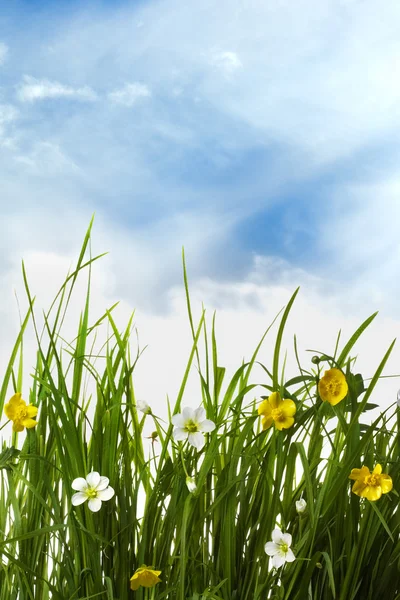 Bloemen in een groene gras — Stockfoto