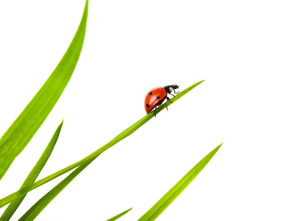 Lieveheersbeestje op een witte achtergrond — Stockfoto