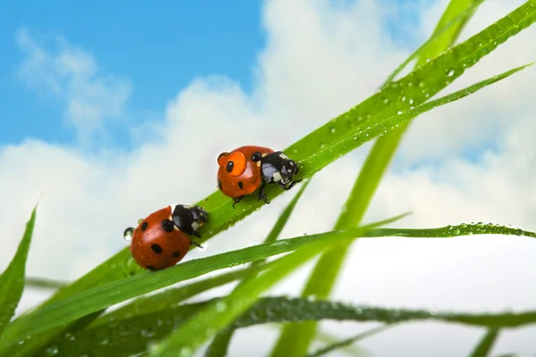 Två ladybird — Stockfoto