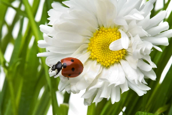 Lieveheersbeestje in een daisy — Stockfoto