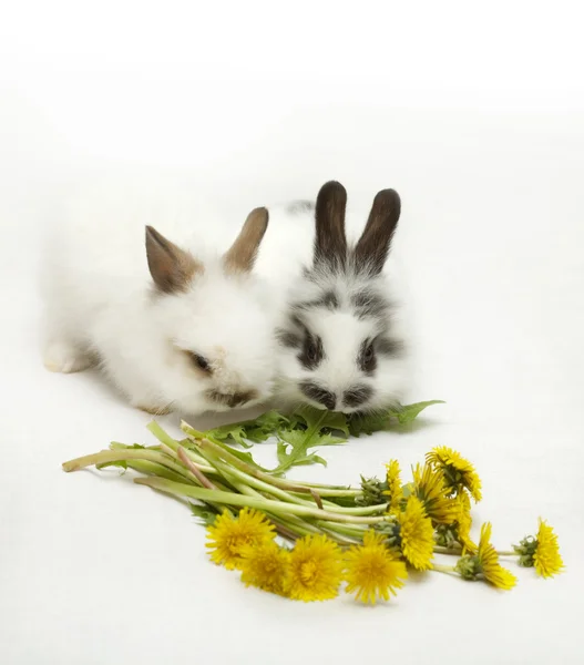 Two small rabbits — Stock Photo, Image