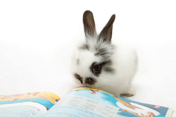 Rabbit with journal — Stock Photo, Image