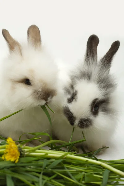 Two rabbits — Stock Photo, Image