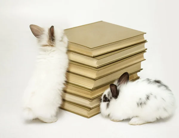 Rabbits with a heap of books — Stock Photo, Image