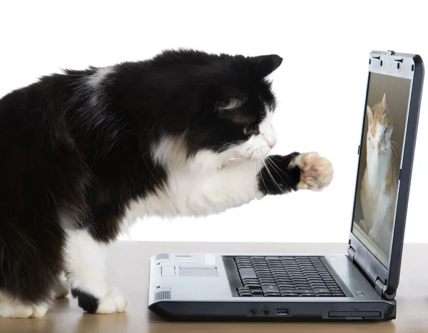 Kot wyciąga łapę do laptopa — Zdjęcie stockowe