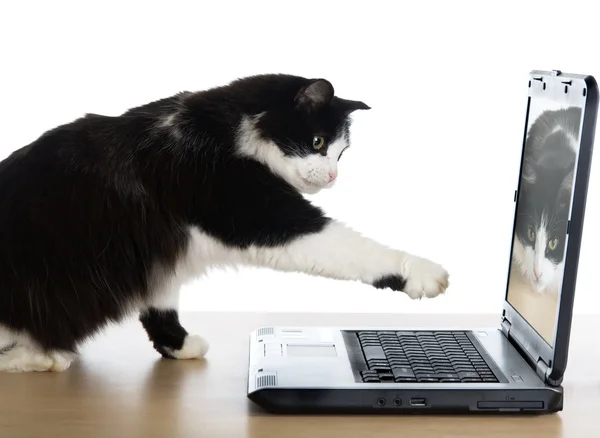 고양이는 노트북에 발을 당긴 다 — 스톡 사진
