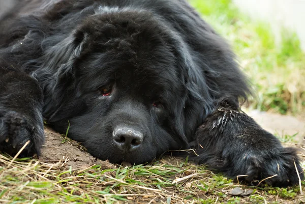 stock image Lost big puppy