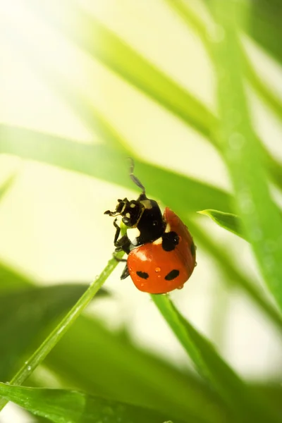 Lente-ladybird — Stockfoto