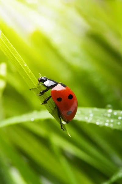 Lente-ladybird Stockfoto