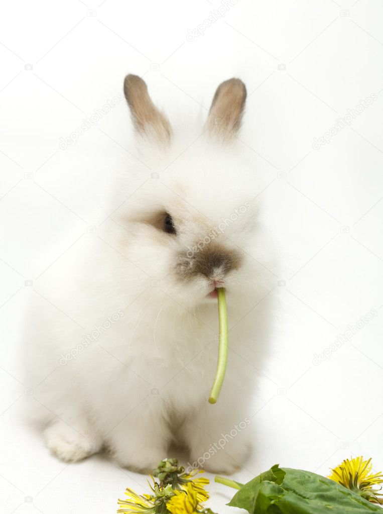 White rabbit Stock Photo by ©_ella_ 1721171
