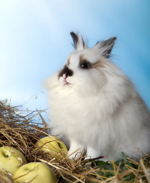 Fine doe rabbit — Stock Photo, Image
