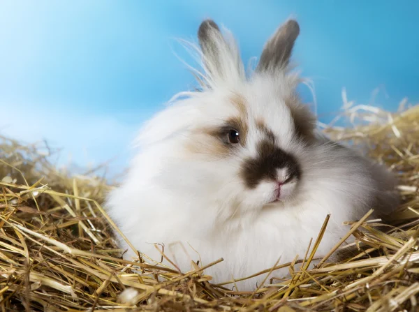 Fluffy white rabbit in straw — Stock Photo, Image