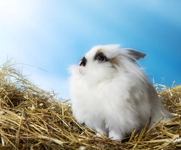 Fluffy white rabbit in straw — Stock Photo, Image