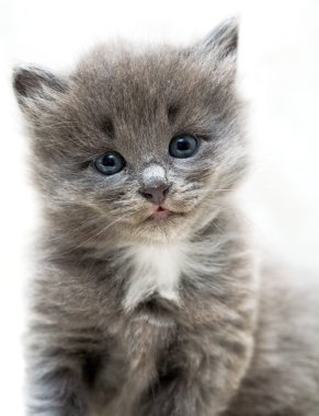 Nice grey kitten