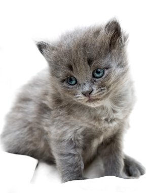 Nice grey kitten