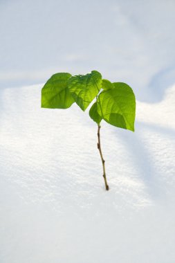 bir rüzgârla oluşan kar yığını içinde yeşil dal