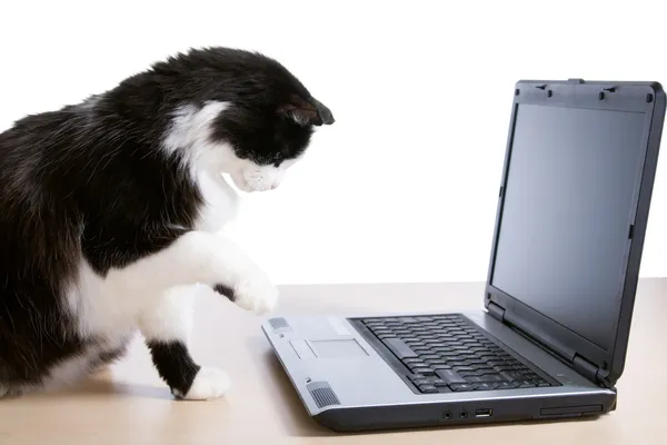 Kedi bir dizüstü bilgisayar kullanarak — Stok fotoğraf