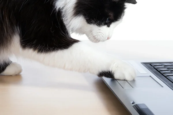 Kedi bir dizüstü bilgisayar kullanarak — Stok fotoğraf