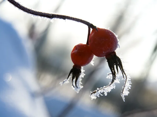 冬 dogrose — ストック写真